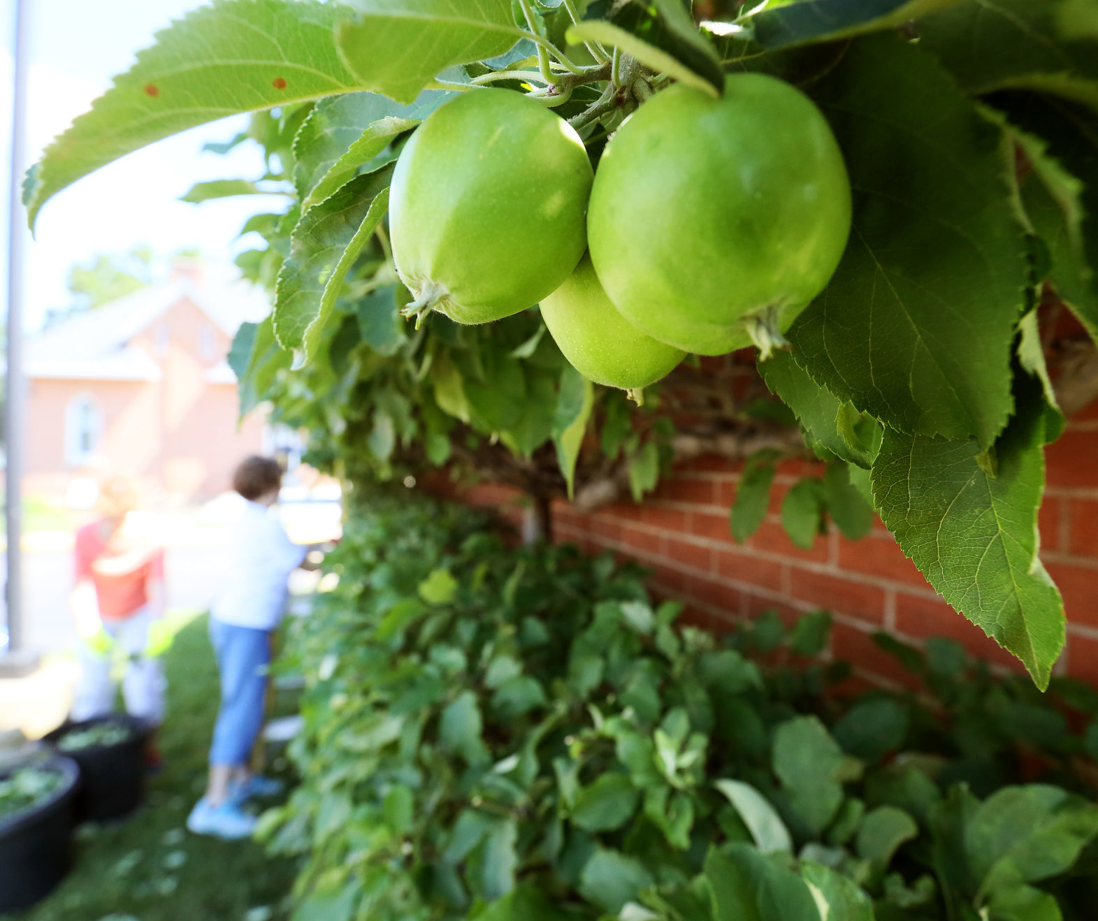070719-qct-espalier-003